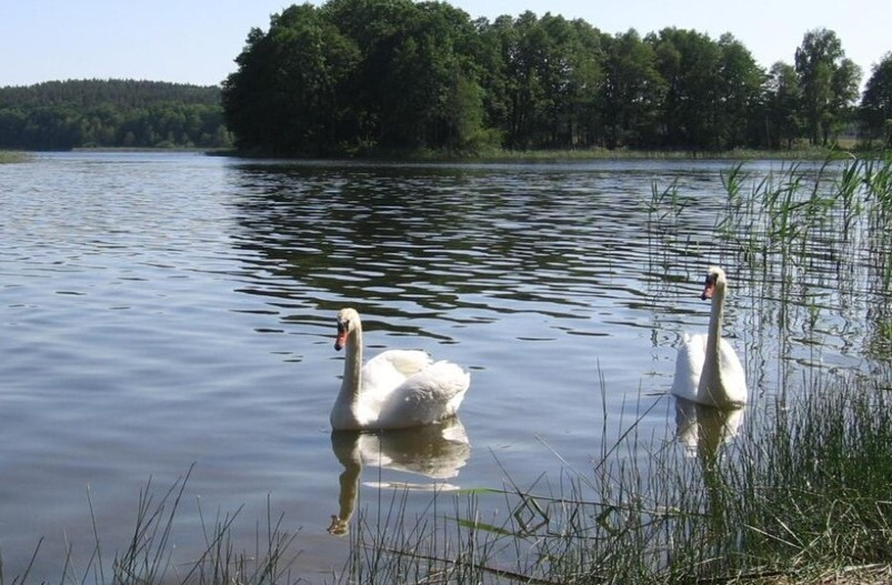 Działka Sprzedaż Zabierzewo