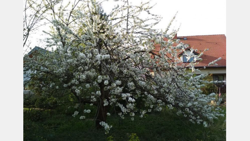 Działka Sprzedaż Szczecin Pogodno