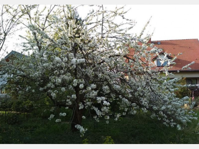 Działka Sprzedaż Szczecin Pogodno