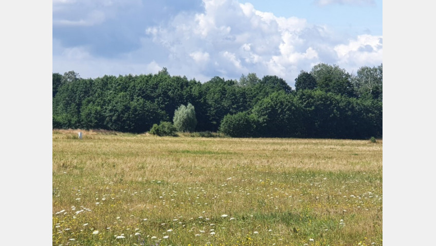 Działka Sprzedaż Dobropole Gryfińskie